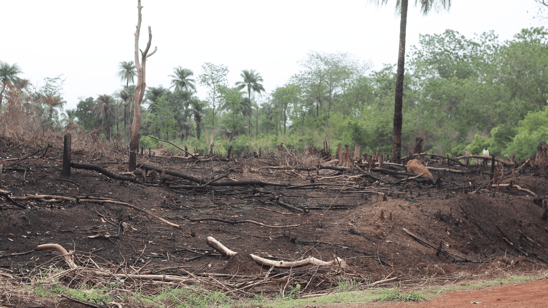 Alberi incendiati