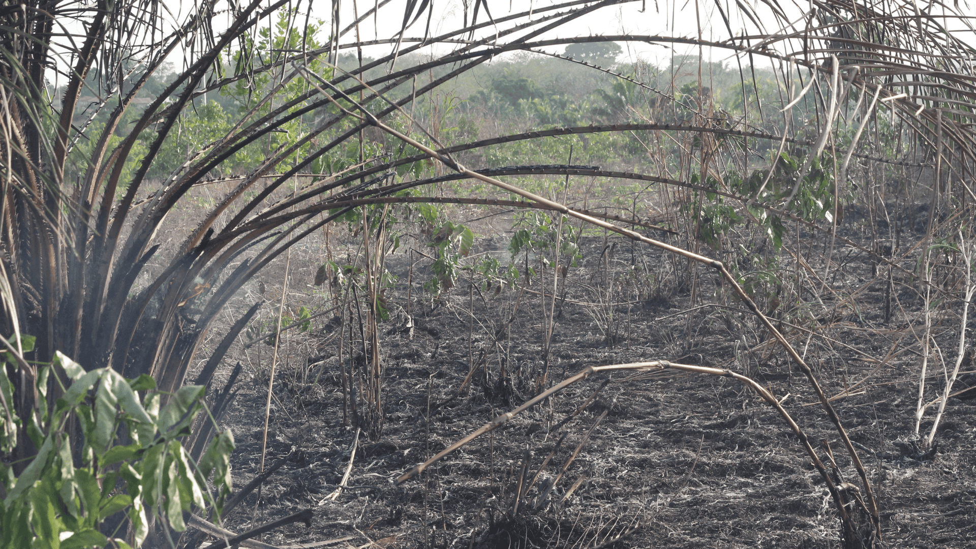 Campo incendiato
