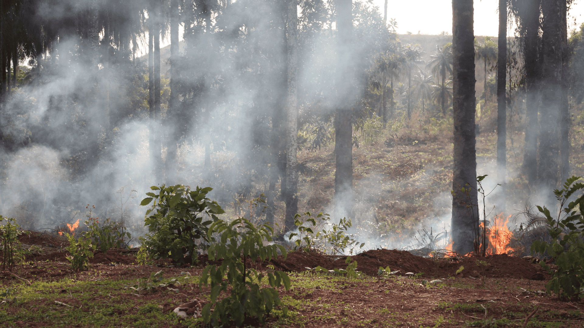 Incendio campo