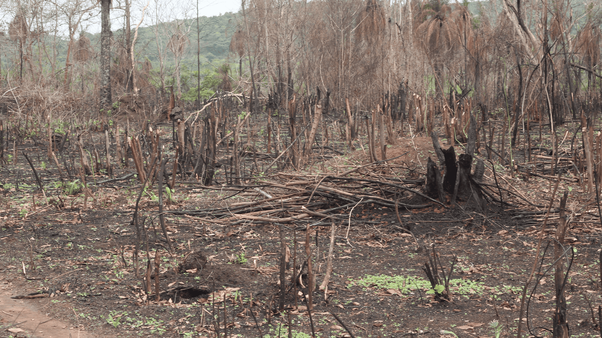 Slash and burn
