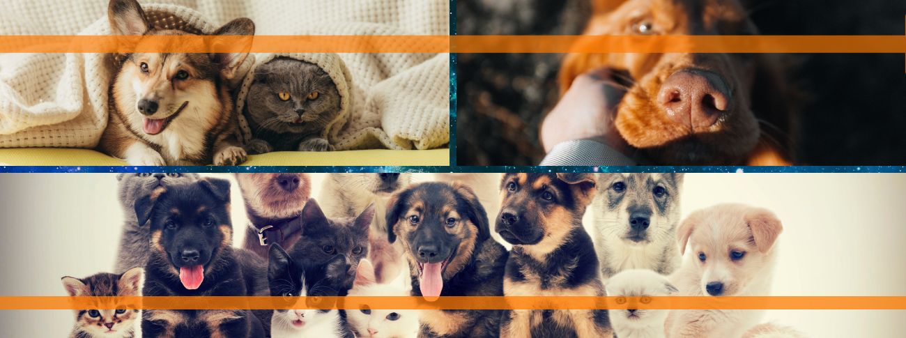 AWI Awards Safe Havens for Pets Grant to Support Unhoused People and Pets in DC