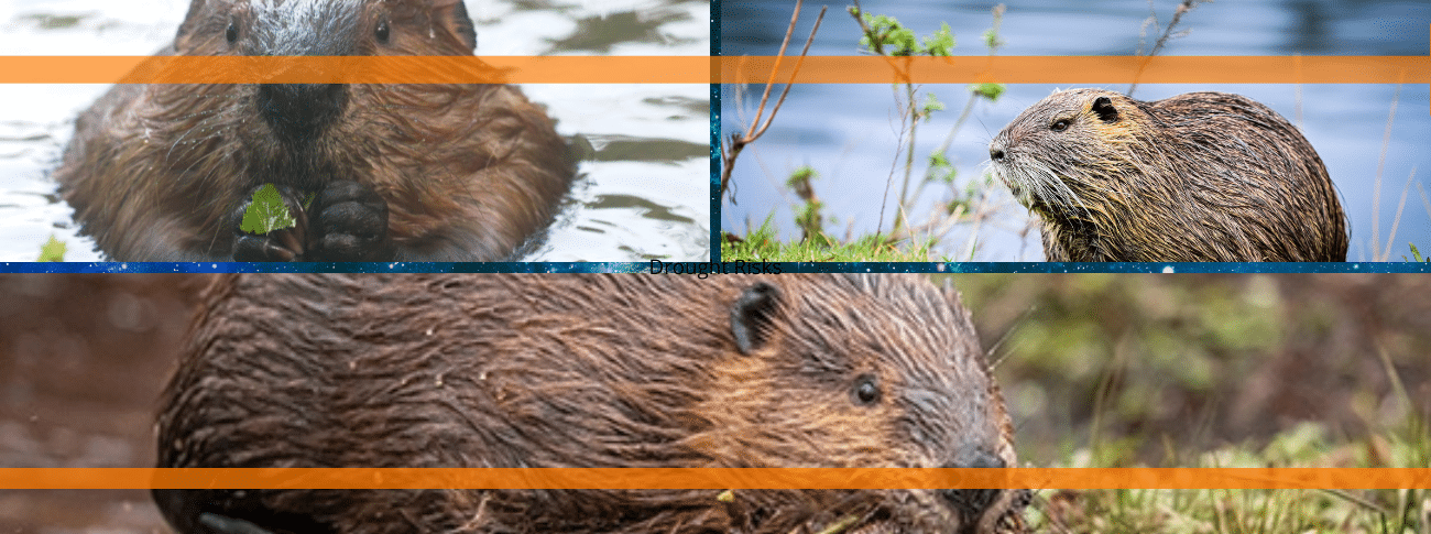 New Colorado Bill Protects Beavers to Reduce Wildfire Drought Risks