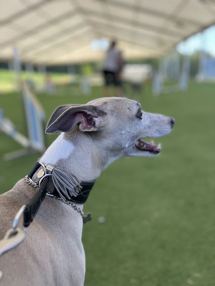 Simona mannelli today was the agility trial for my dogs